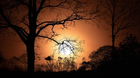 Forest Trees Silhouette Branches Ecology Stock Footage 239925501