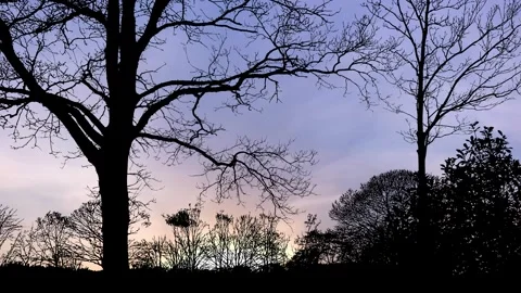 Forest Trees Silhouette Branches Ecology Stock Footage 240148749
