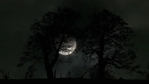 Forest Trees Silhouette Branches Foliage Woods, Stock Footage 195082275