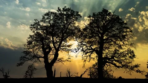 Forest Trees Silhouette Branches Foliage Woods, Stock Footage 195087222