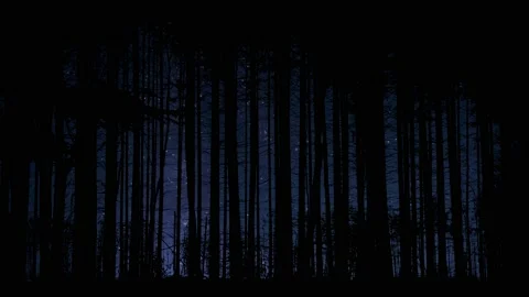 Forest Trees Silhouette Branches Foliage Woods, Stock Footage 234368874