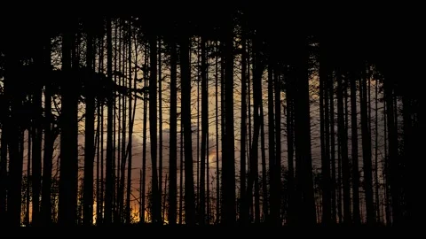 Forest Trees Silhouette Branches Foliage Woods, Stock Footage 234375924
