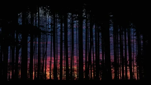 Forest Trees Silhouette Branches Foliage Woods, Stock Footage 234474390