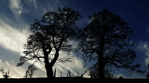 Forest Trees Silhouette Branches Foliage Woods, Stock Footage 238082399