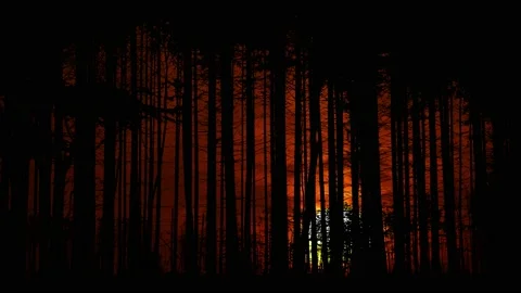 Forest Trees Silhouette Branches Foliage Woods, Stock Footage 238086104