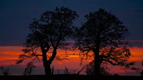 Forest Trees Silhouette Branches Foliage Woods, Stock Footage 238410252