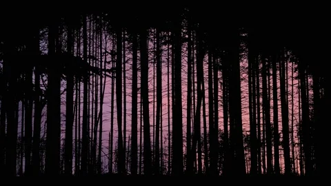 Forest Trees Silhouette Branches Foliage Video stock 238788176