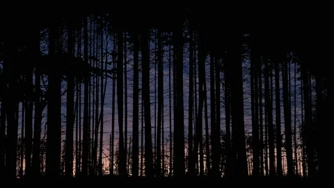 Forest Trees Silhouette Branches Foliage Stock Footage 238815918