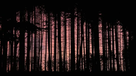 Forest Trees Silhouette Branches Foliage Stock Footage 238870435
