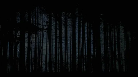 Forest Trees Silhouette Branches Foliage Stock Footage 239639659