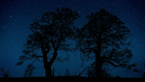 Forest Trees Silhouette Branches Foliage Stock-Footage 239658849