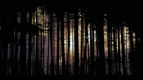 Forest Trees Silhouette Branches Foliage Stock Footage 239889430