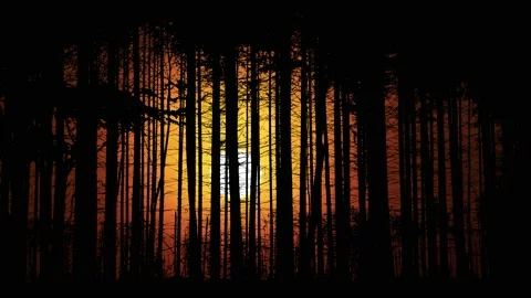 Forest Trees Silhouette Branches Foliage 스톡 동영상 239906962