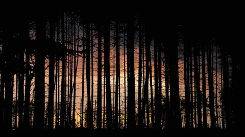 Forest Trees Silhouette Branches Foliage Stock Footage 239917849