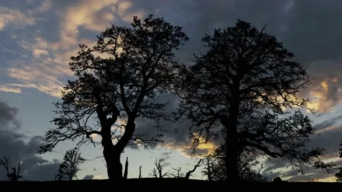 Forest Trees Silhouette Branches Foliage Stock Footage 239966078