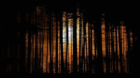 Forest Trees Silhouette Branches Foliage 스톡 동영상 239968582