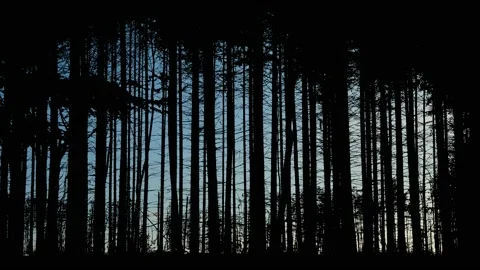 Forest Trees Silhouette Branches Foliage Stock Footage 240035048