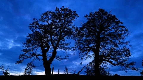 Forest Trees Silhouette Branches Foliage Stock Footage 240096129