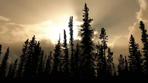 Forest Trees Silhouette Branches Landscape Nature , Stock Footage 194981851