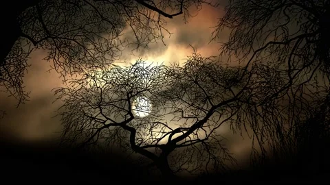 Forest Trees Silhouette Branches Landscape Nature Stock Footage 195940941