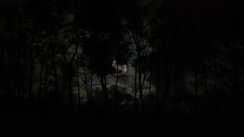 Forest Trees Silhouette Branches Landscape Nature , Video stock 234356308