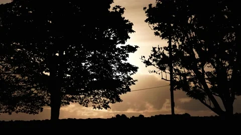 Forest Trees Silhouette Branches Landscape Nature , Stock-Footage 236950418