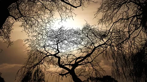 Forest Trees Silhouette Branches Landscape Nature Stock-Footage 236950455