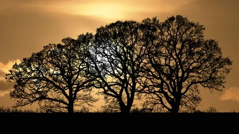 Forest Trees Silhouette Branches Landscape Nature , Stock Footage 236992980