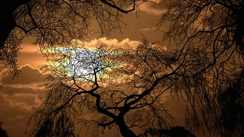 Forest Trees Silhouette Branches Landscape Nature Video stock 237018031