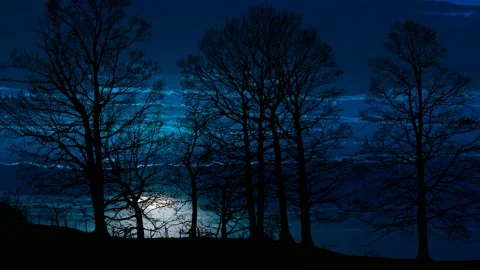 Forest Trees Silhouette Branches Landscape Nature , Stock Footage 237048251