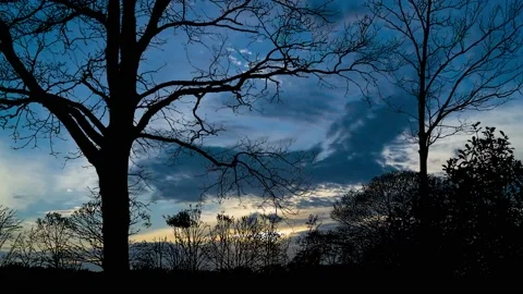 Forest Trees Silhouette Branches Landscape Ecology, Stock Footage 237535025