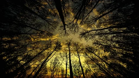 Forest Trees Silhouette Branches Landscape Nature , Stock Footage 237545666
