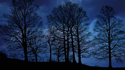 Forest Trees Silhouette Branches Landscape Nature , Stock Footage 237575344