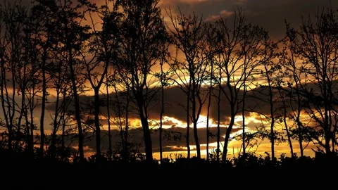 Forest Trees Silhouette Branches Landscape Nature , Stock Footage 238061194