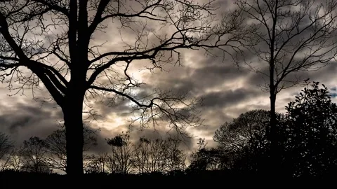 Forest Trees Silhouette Branches Landscape Ecology, 스톡 동영상 238362697