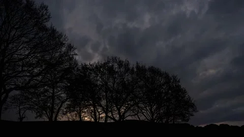 Forest Trees Silhouette Branches Landscape Nature , Stock Footage 238368429
