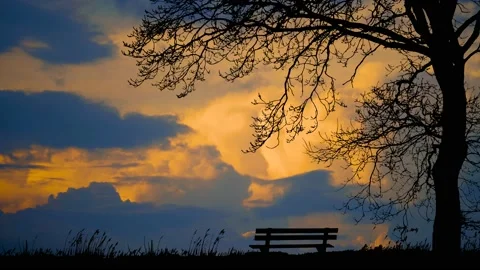 Forest Trees Silhouette Branches Landscape Nature , Vidéo 238396689