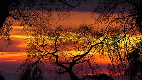 Forest Trees Silhouette Branches Landscape Nature Video stock 238404094