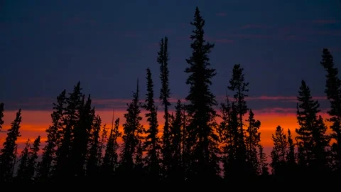 Forest Trees Silhouette Branches Landscape Nature , Stock Footage 238410355