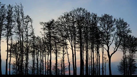 Forest Trees Silhouette with Branches in the Landscape Stock Footage 238800246