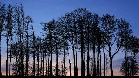 Forest Trees Silhouette with Branches in the Landscape Stock Footage 238804436