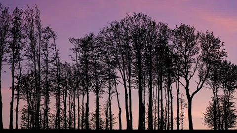 Forest Trees Silhouette with Branches in the Landscape Stock Footage 238863415