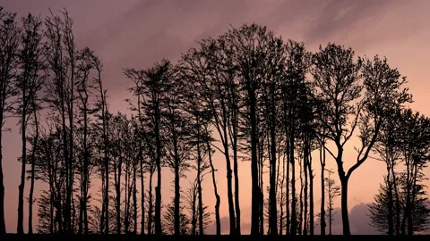 Forest Trees Silhouette with Branches in the Landscape Stock Footage 238873261