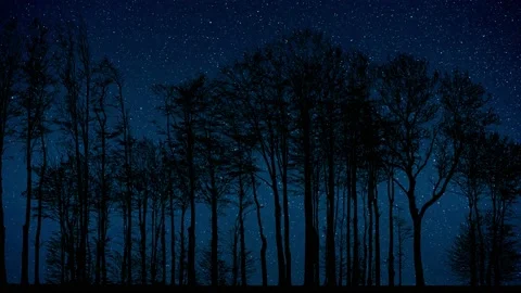 Forest Trees Silhouette with Branches in the Landscape Stock Footage 239659069