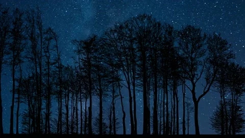 Forest Trees Silhouette with Branches in the Landscape Video stock 239703101