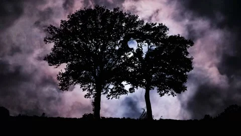 Forest Trees Silhouette Branches Landscape Stock Footage 239780564