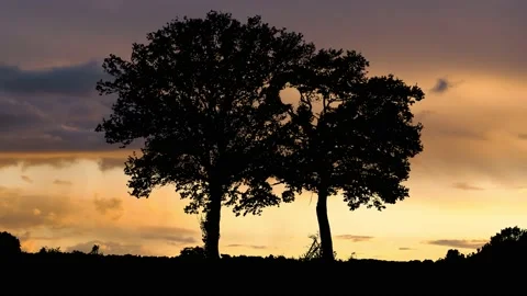Forest Trees Silhouette Branches Landscape Stock Footage 239865652