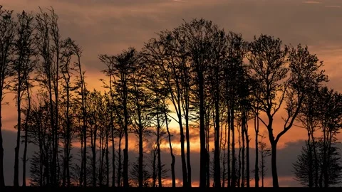 Forest Trees Silhouette with Branches in the Landscape Stock Footage 239873312