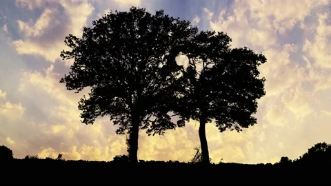 Forest Trees Silhouette Branches Landscape Video stock 239883341