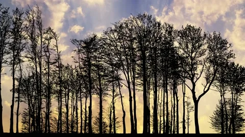 Forest Trees Silhouette with Branches in the Landscape Stock Footage 239883489